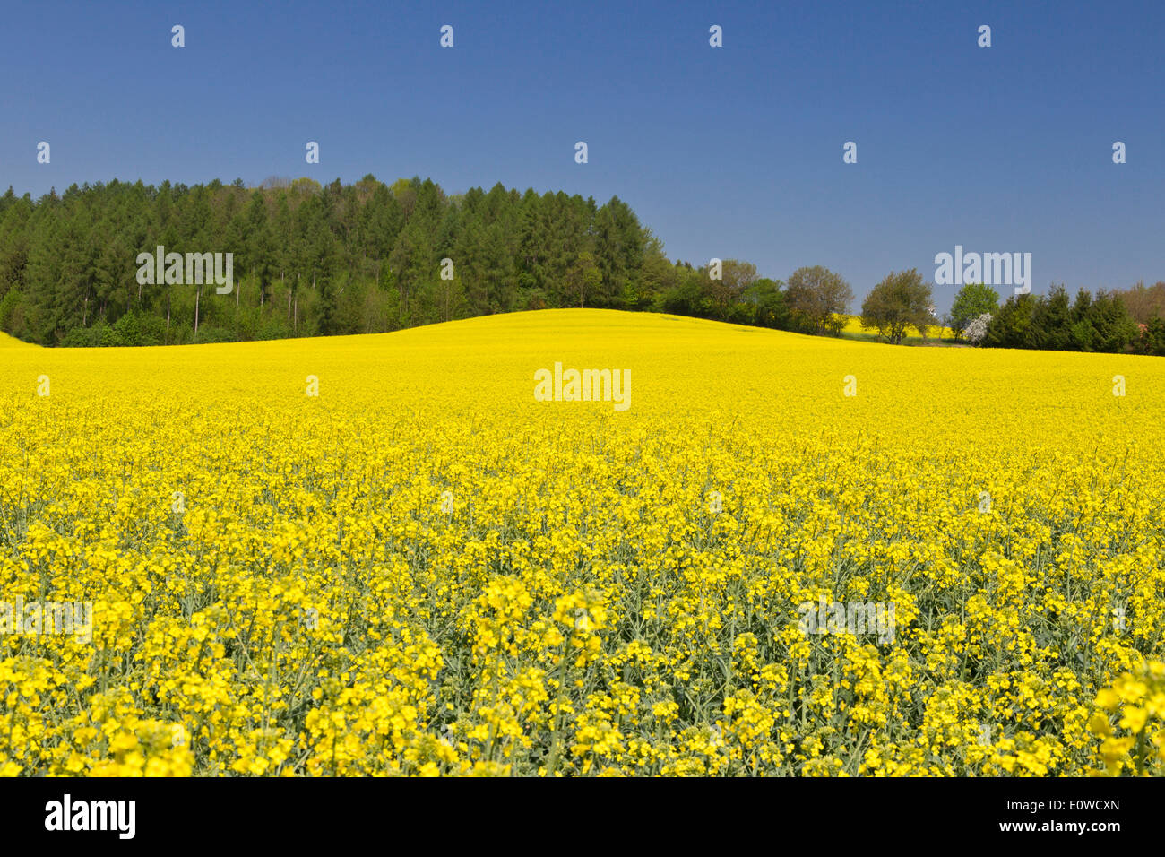 Rape, Oilseed Rape (Brassica napus), flowering field. Germany Stock Photo