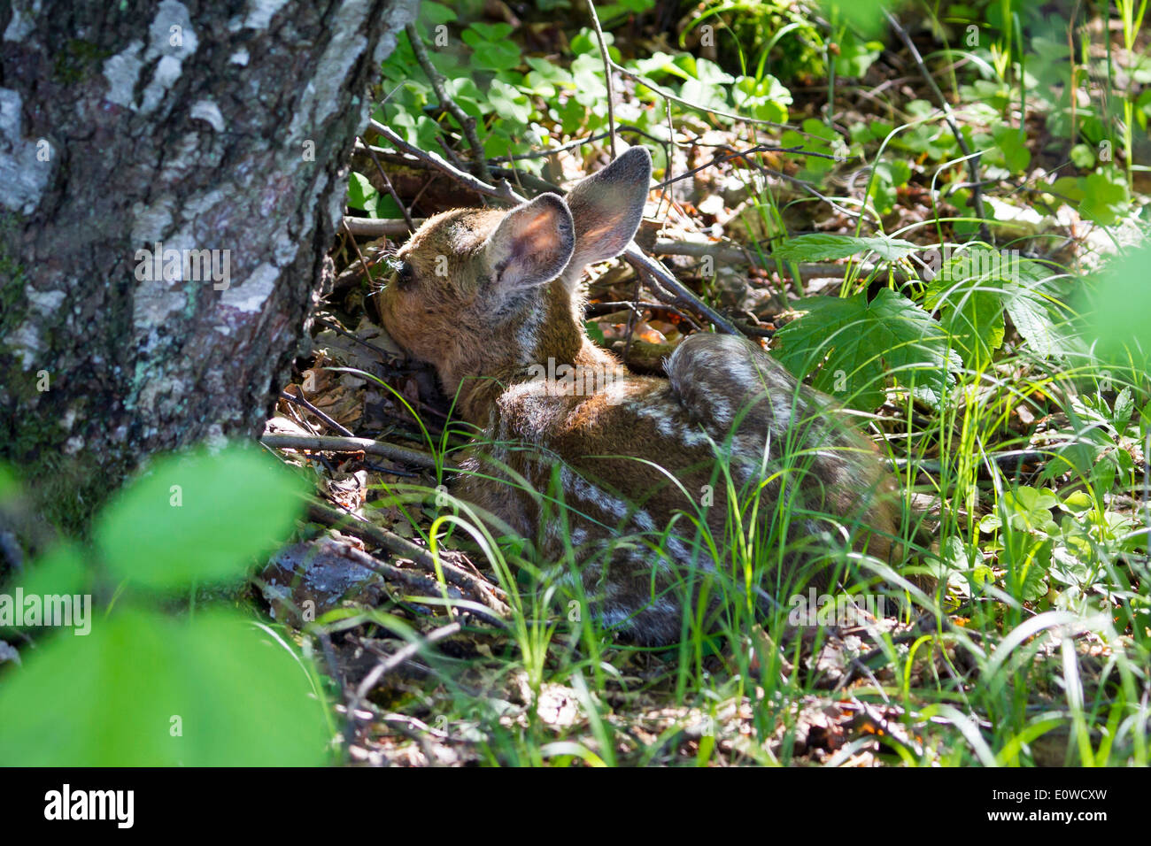 Roe Deer (Capreolus capreolus). Fawn lying well camouflaged on the forest floor. Germany Stock Photo