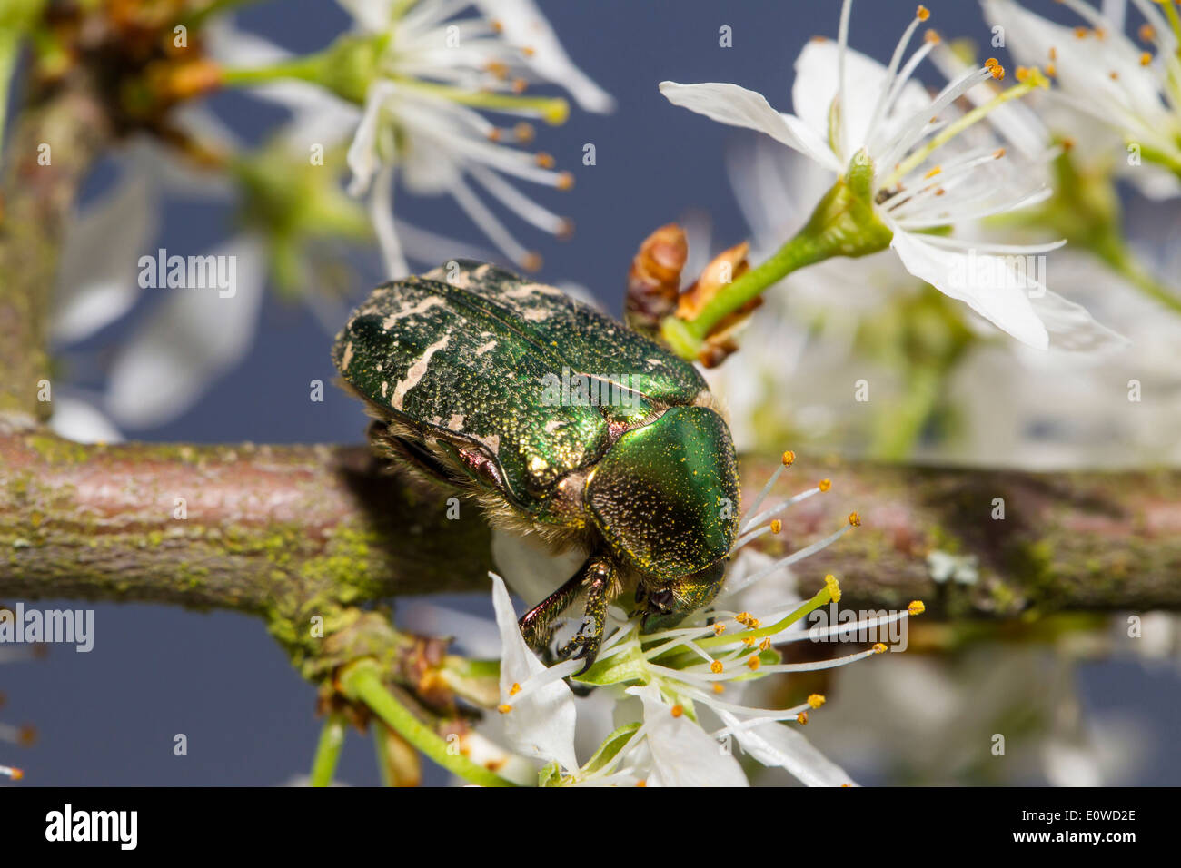 Rose Chafer (Cetonia sp) on flower. Germany Stock Photo