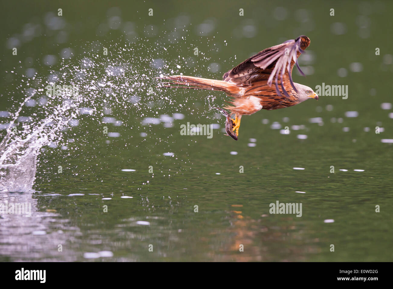 Red Kite (Milvus milvus) fetching a fish. Germany Stock Photo