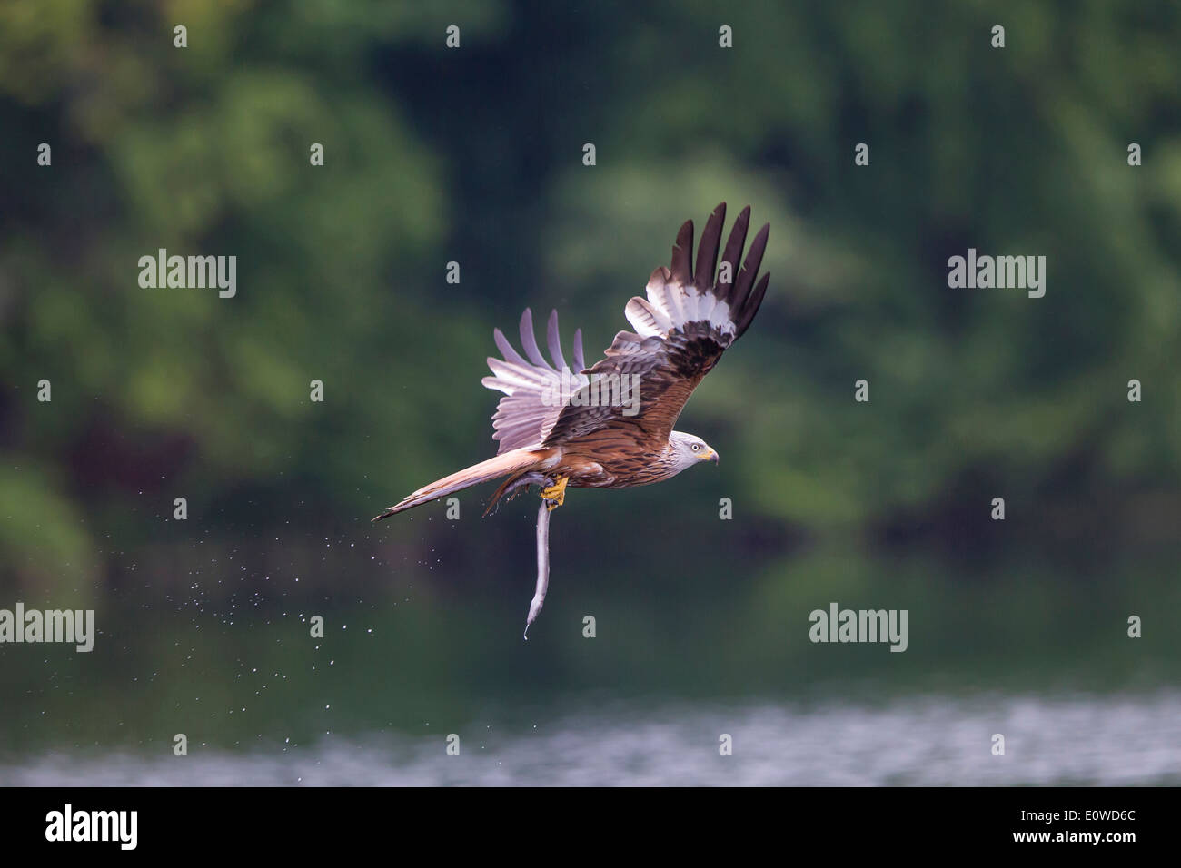 Red Kite (Milvus milvus) in flight while carrying an eel in its talons. Germany Stock Photo