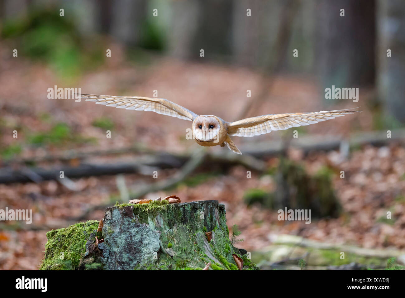 Barn Owl (Tyto alba), adult flying in Beech forest. Germany Stock Photo