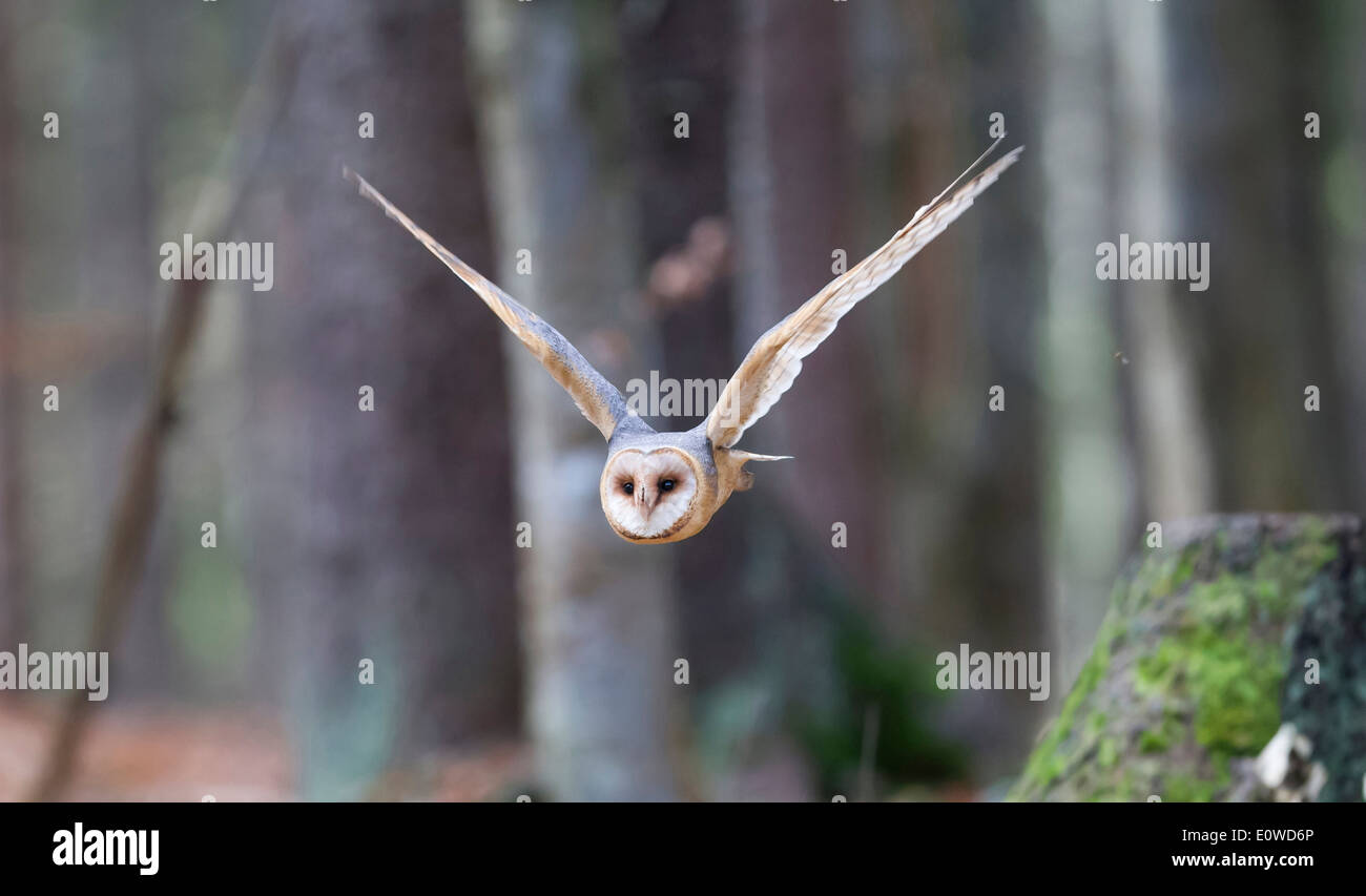 Barn Owl (Tyto alba), adult flying in Beech forest. Germany Stock Photo