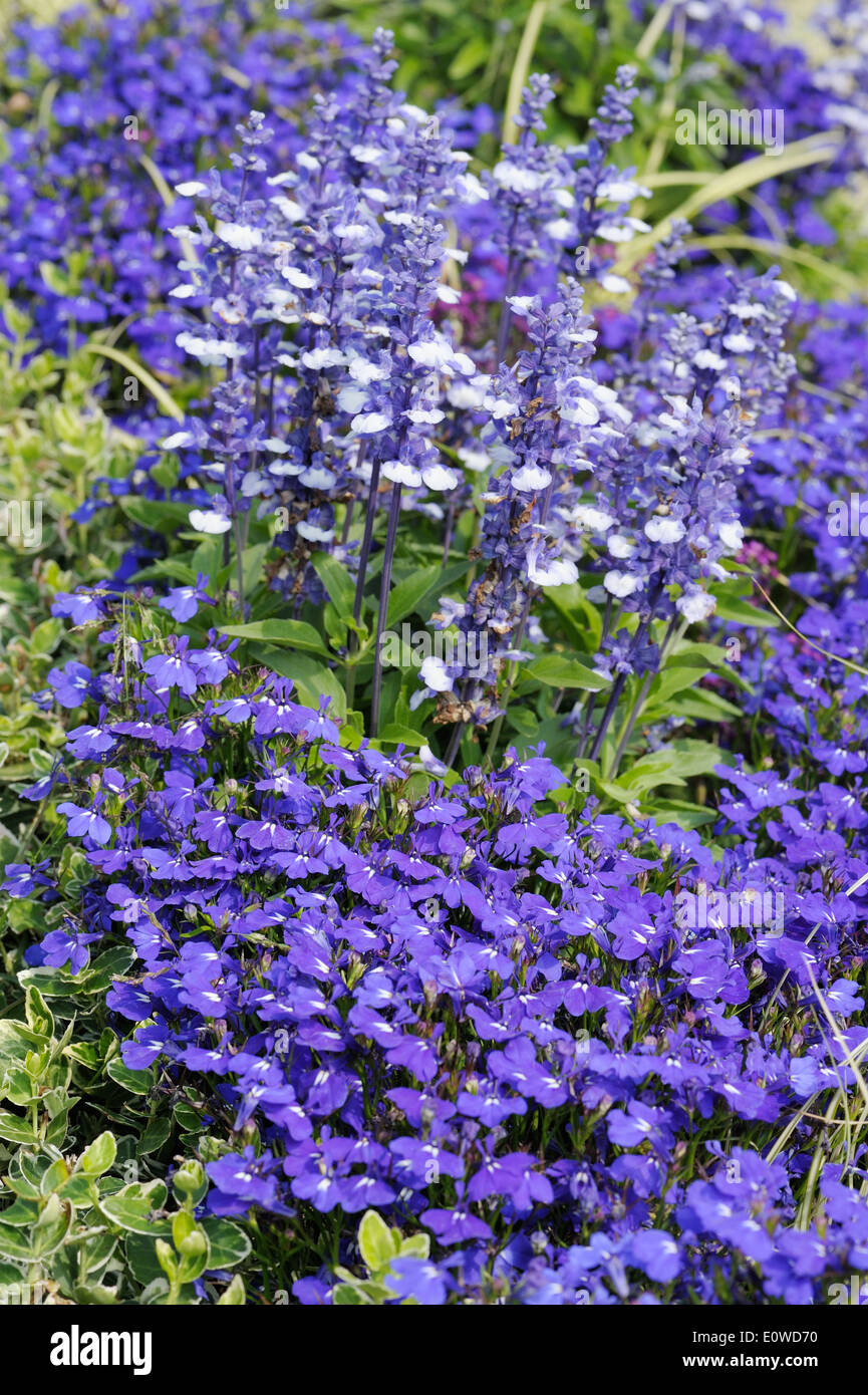 Decorative blue flowers Lobelia erinus and Salvia Farinacea in the garden. Stock Photo