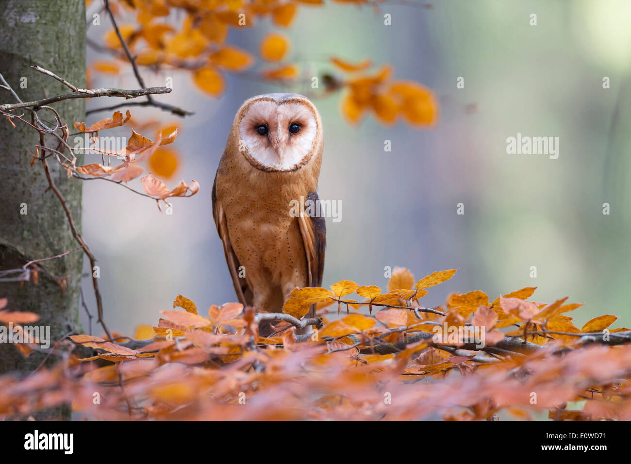 Barn Owl (Tyto alba). Adult perched in beech in autumn colours. Germany Stock Photo