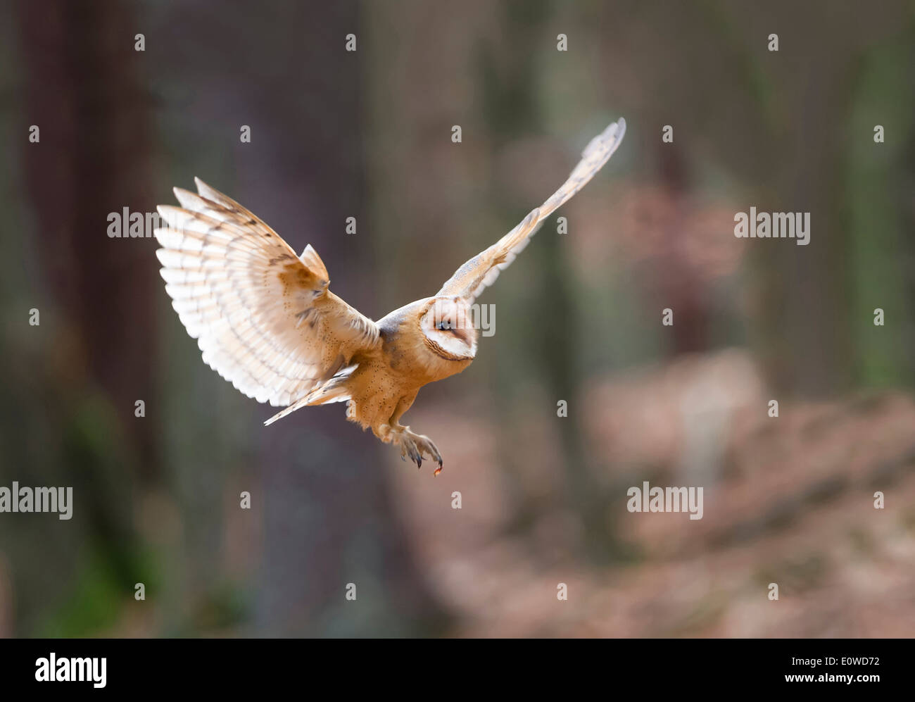 Barn Owl (Tyto alba), adult in landing approach. Germany Stock Photo