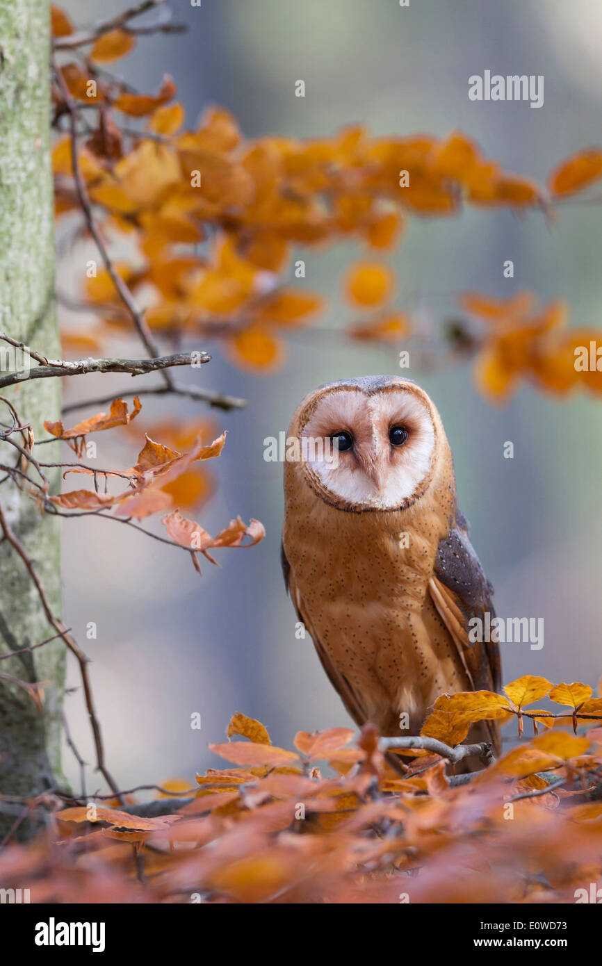 Barn Owl (Tyto alba). Adult perched in beech in autumn colours. Germany Stock Photo