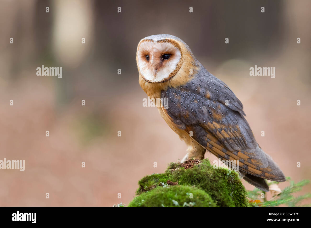 Barn Owl (Tyto alba). Adult standing on a mossy rock. Germany Stock Photo