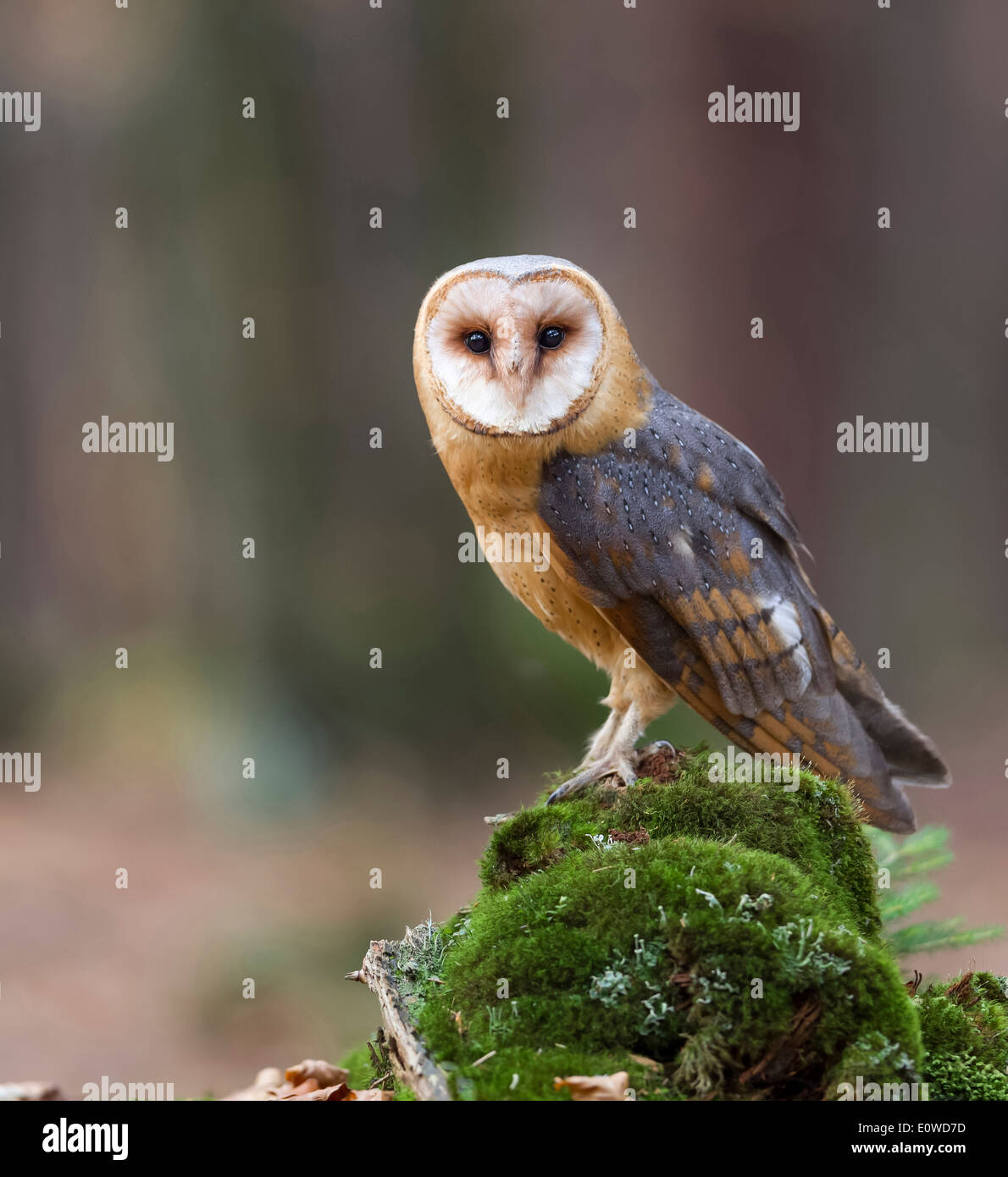 Barn Owl (Tyto alba). Adult standing on a mossy rock. Germany Stock Photo