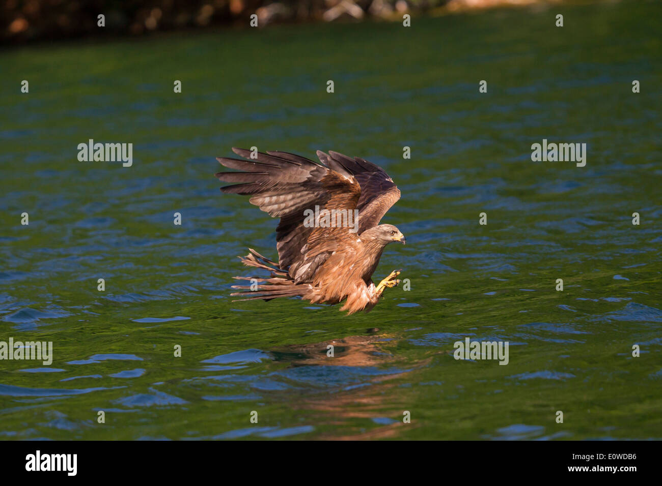 Black Kite (Milvus migrans). Adult diving for fish. Germany Stock Photo