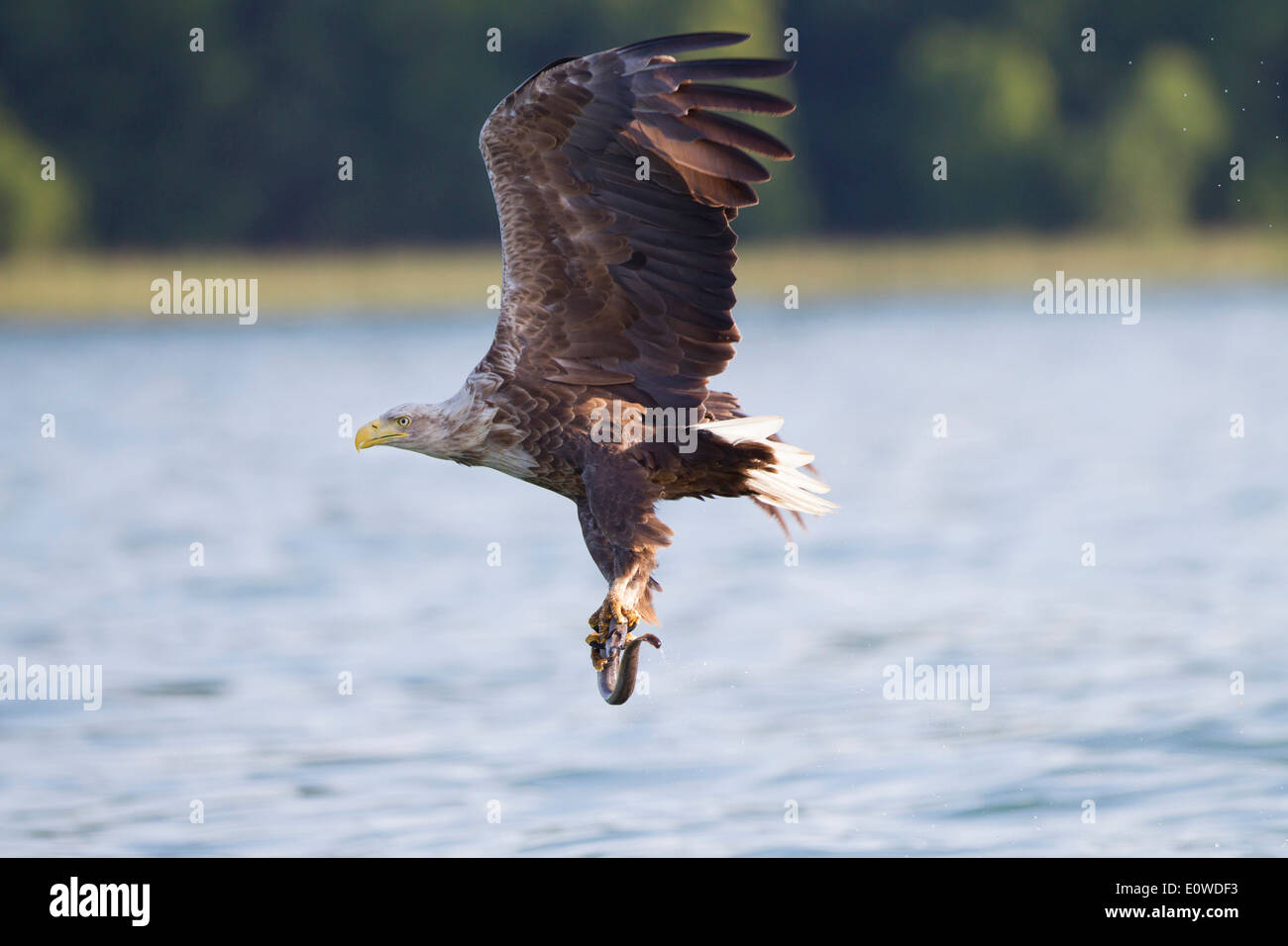 White-Tailed Eagle (Haliaeetus albicilla). Adult in flight carrying eel prey in its talons. Mecklenburg-Western Pomerania, Germa Stock Photo