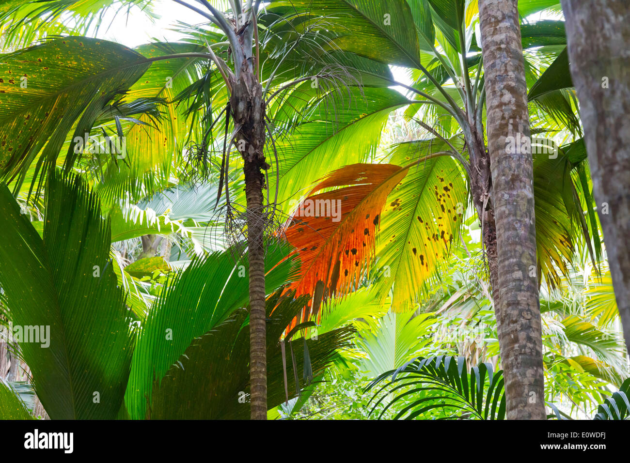 Palm forest at Vallee de Mai Nature Reserve, Praslin Island, Seychelles Stock Photo