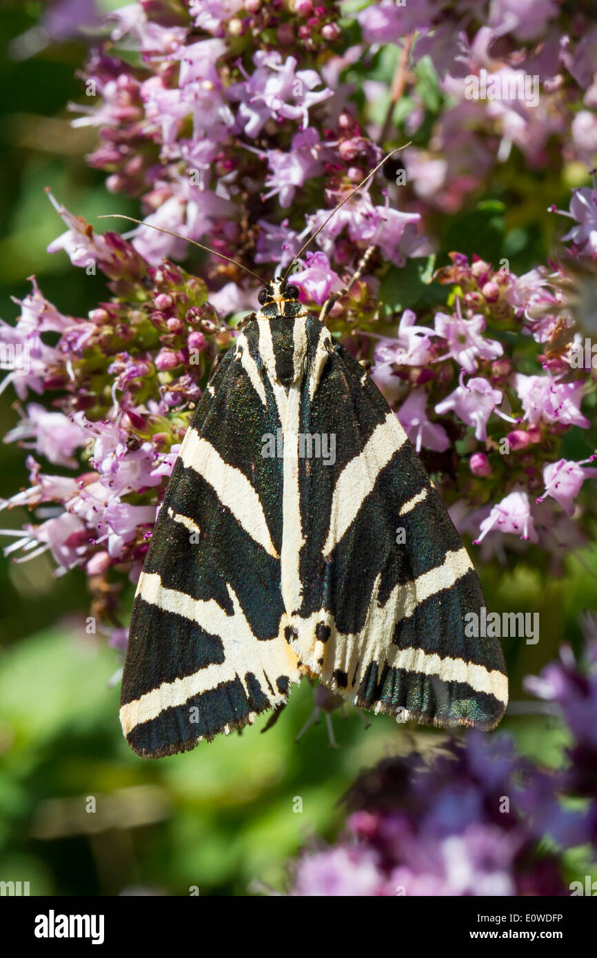 Jersey Tiger Moth, Russian Tiger Moth (Euplagia quadripunctaria), moth on flowers. Germany Stock Photo