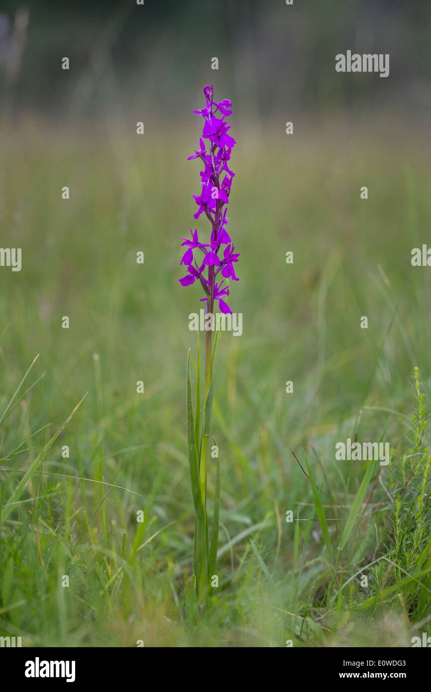 Lax-flowered Marsh Orchid (Orchis palustris), flowering. Germany Stock Photo
