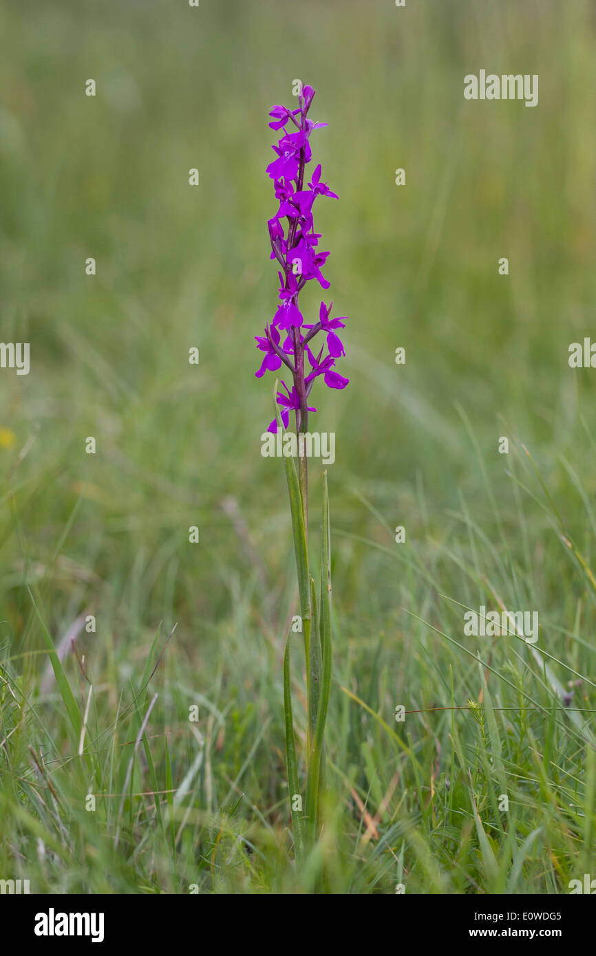 Lax-flowered Marsh Orchid (Orchis palustris), flowering. Germany Stock Photo