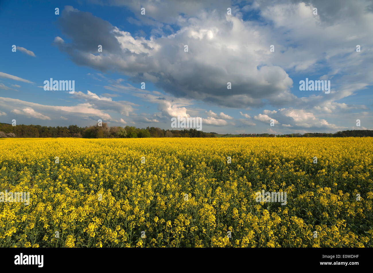 Rapeseed field (Brassica napus), flowering, Bavaria, Germany Stock Photo