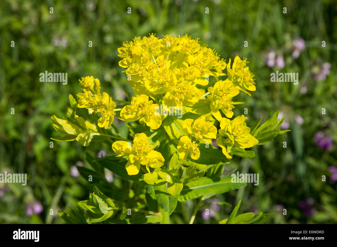 Marsh Spurge (Euphorbia palustris), flowers. Germany Stock Photo