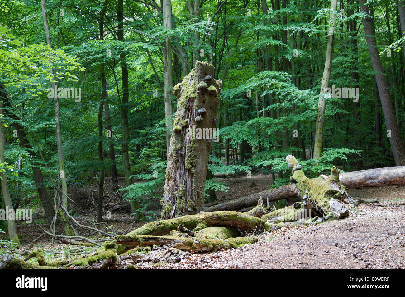 Dead trees in a forest. . Mecklenburg-Western Pomerania, Germany Stock Photo