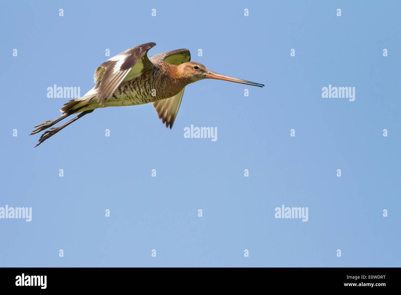 Black-tailed Godwit (Limosa limosa) in flight. Germany Stock Photo