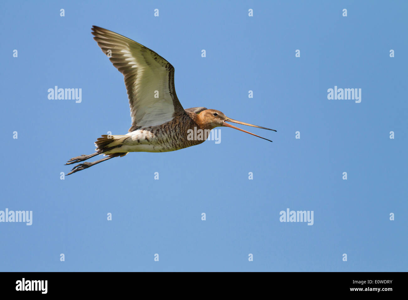 Black-tailed Godwit (Limosa limosa) in flight while calling. Germany Stock Photo