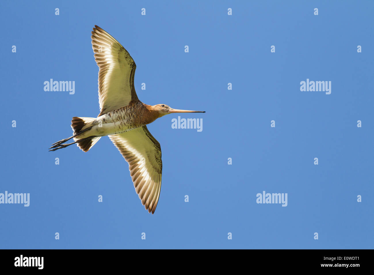 Black-tailed Godwit (Limosa limosa) in flight. Germany Stock Photo