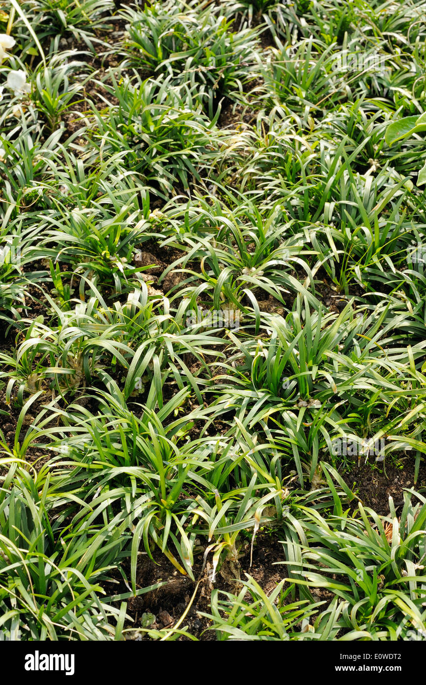 Ophiopogon japonicus, evergreen sod-forming perennial plant in the garden Stock Photo