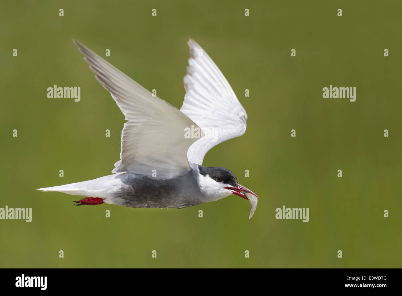 Whiskered Tern (Chlidonias hybrida) in flight, with little fish in its beak. Germany Stock Photo