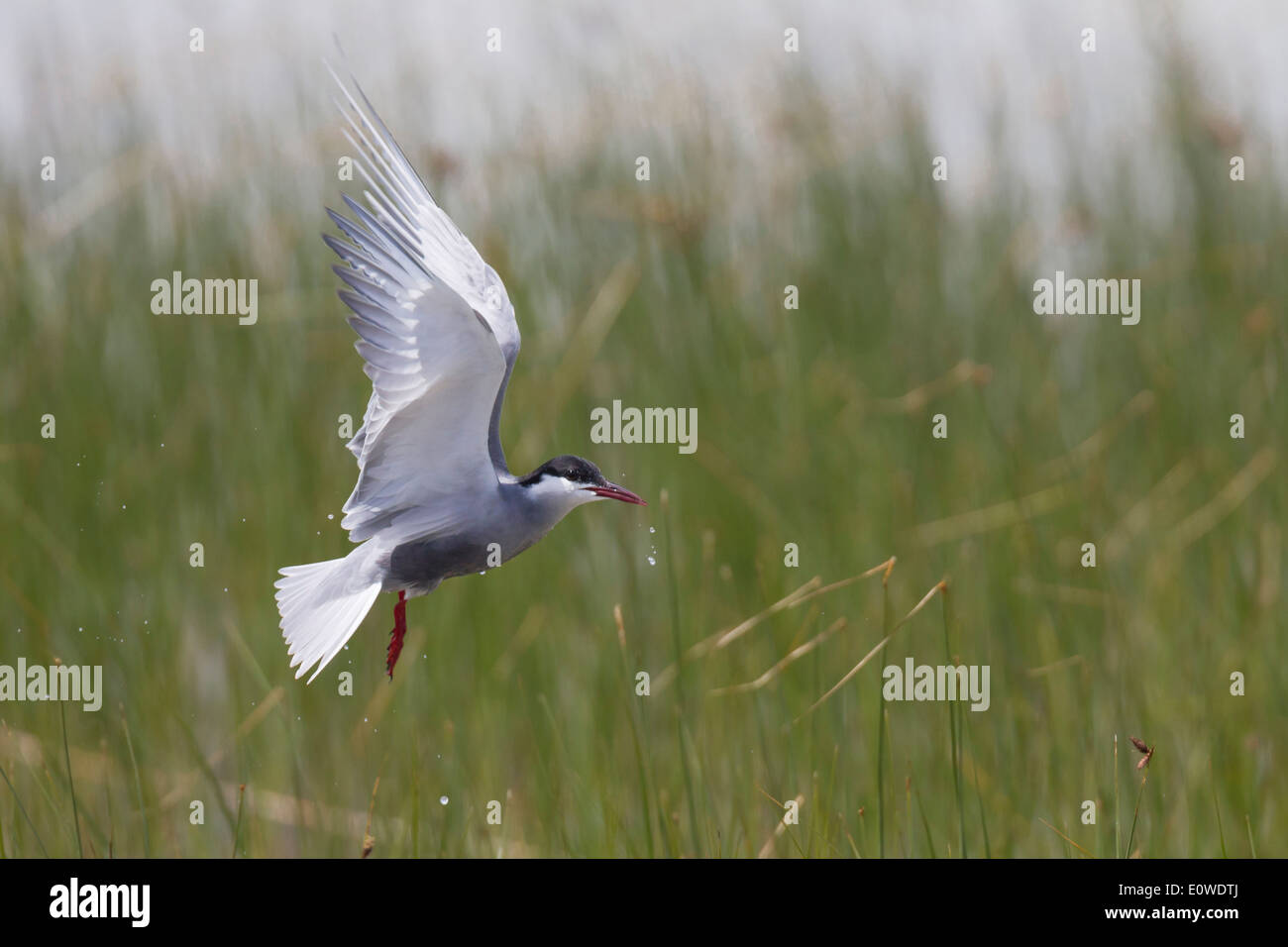 Whiskered Tern (Chlidonias hybrida) in flight. Germany Stock Photo