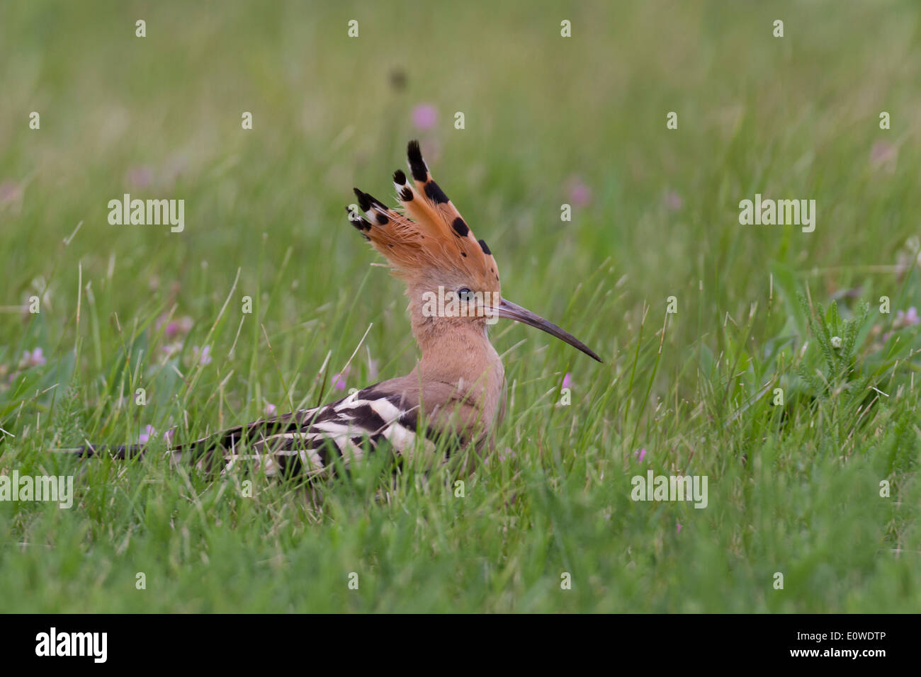 Hoopoe (Upupa epops) foraging on the ground. Germany Stock Photo