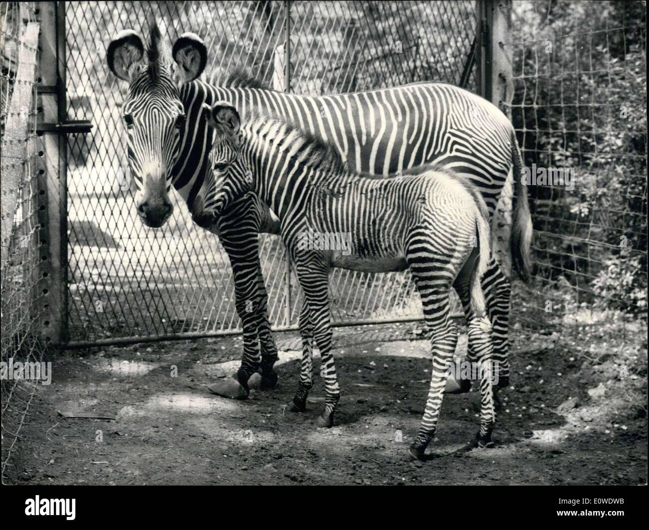 Jun. 13, 1962 - Baby Zebra With Its Mother Vincennes Zoo Stock Photo