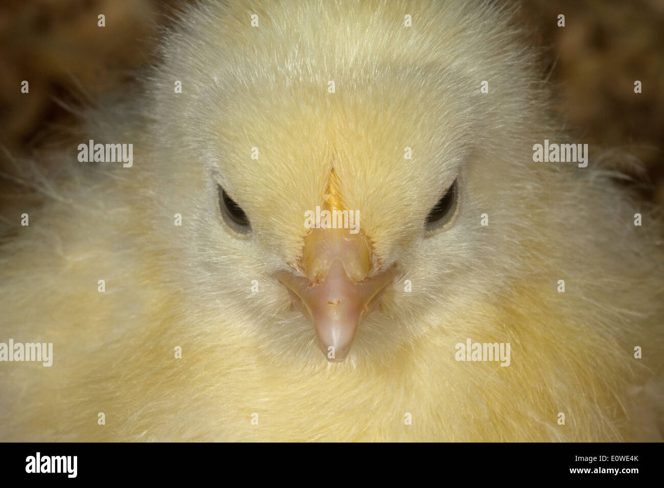 Day old hyline chick Stock Photo