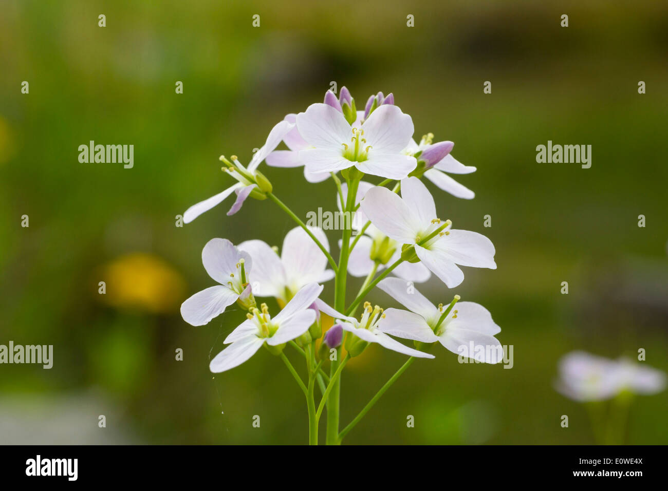 Cuckoo Flower, Lady's Smock (Cardamine pratensis), flowers. Germany Stock Photo