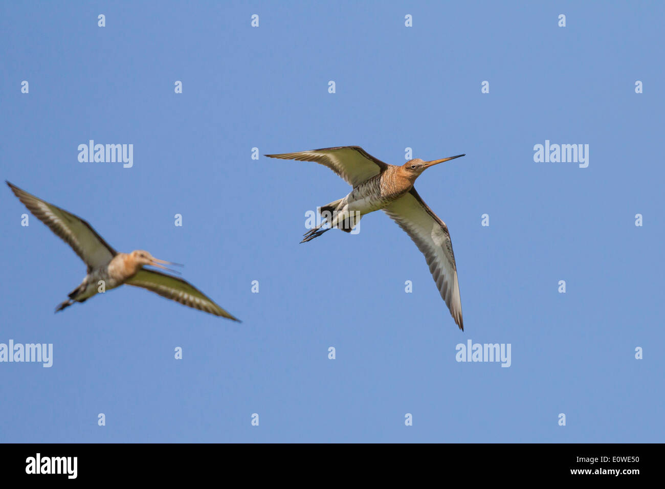 Black-tailed Godwit (Limosa limosa). Two adults in flight. Germany Stock Photo