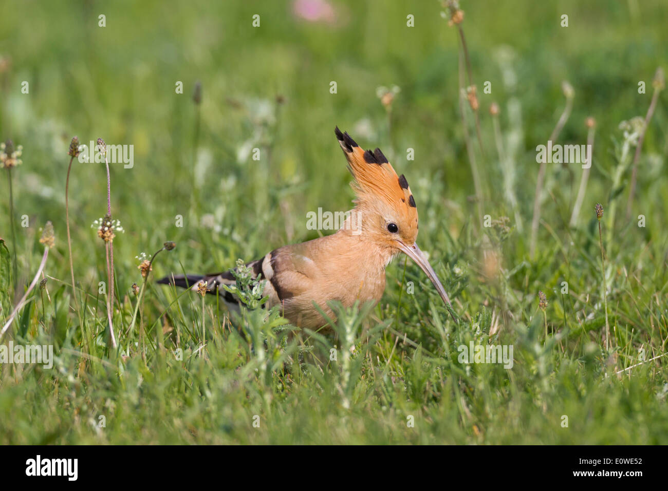 Hoopoe (Upupa epops) foraging on the ground. Germany Stock Photo