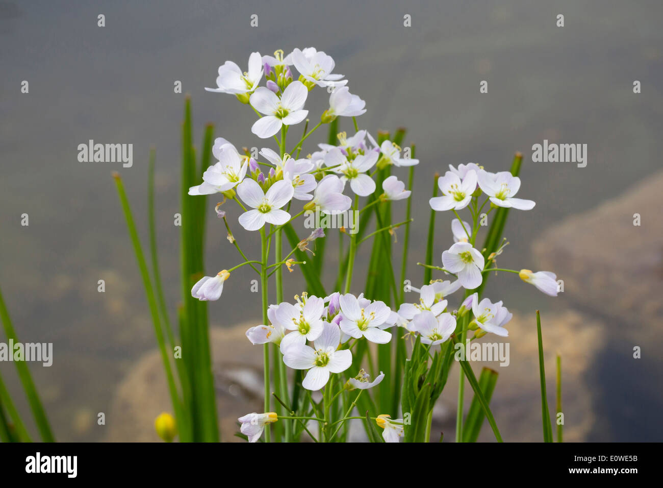 Cuckoo Flower, Lady's Smock (Cardamine pratensis), flowers. Germany Stock Photo