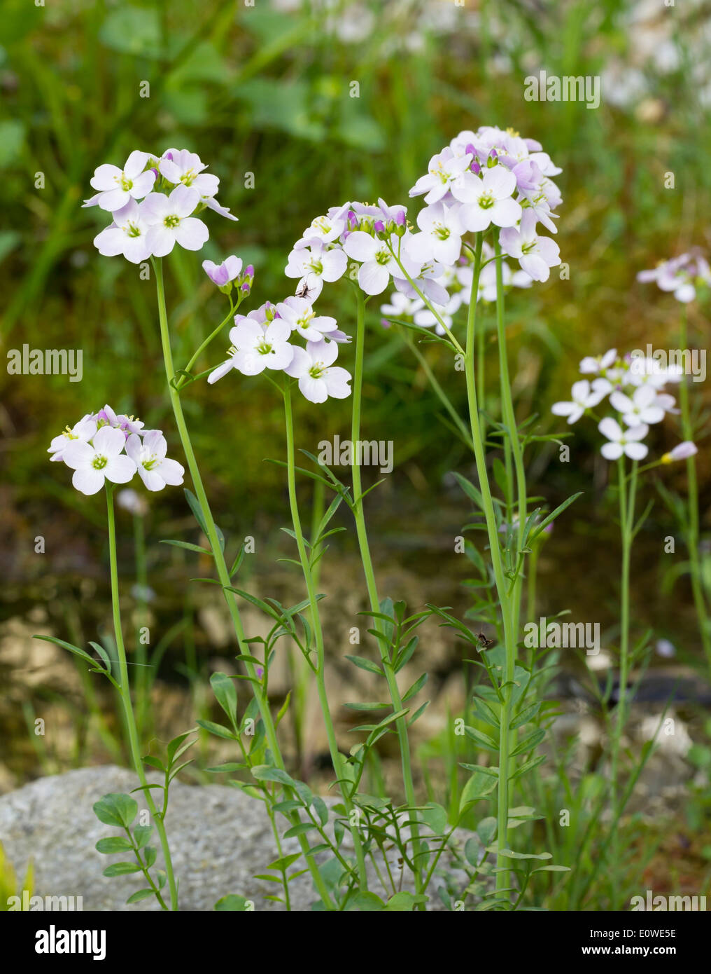 Cuckoo Flower, Lady's Smock (Cardamine pratensis), flowers. Germany Stock Photo