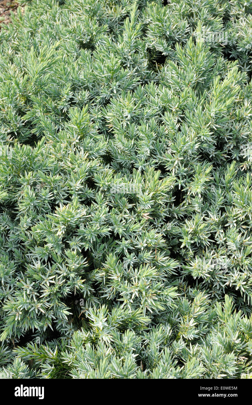 Juniperus squamata, slow-growing coniferous evergreen decorative shrub Stock Photo