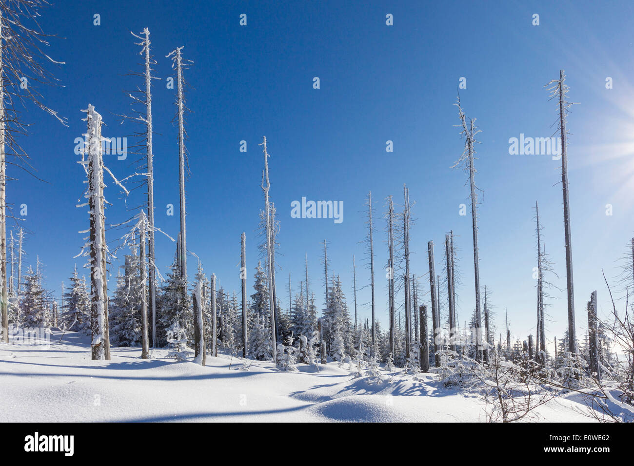 Dead trees at the Mountain Lusen in winter. Bavarian Forest National Park, Bavaria, Germany. A large scale bark beetle infestati Stock Photo