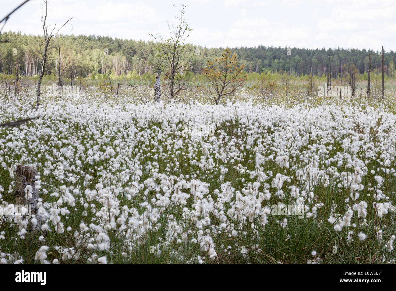 Cottongrass (Eriophorum sp) with seed heads in a bog. Mecklenburg-Western Pomerania, Germany Stock Photo