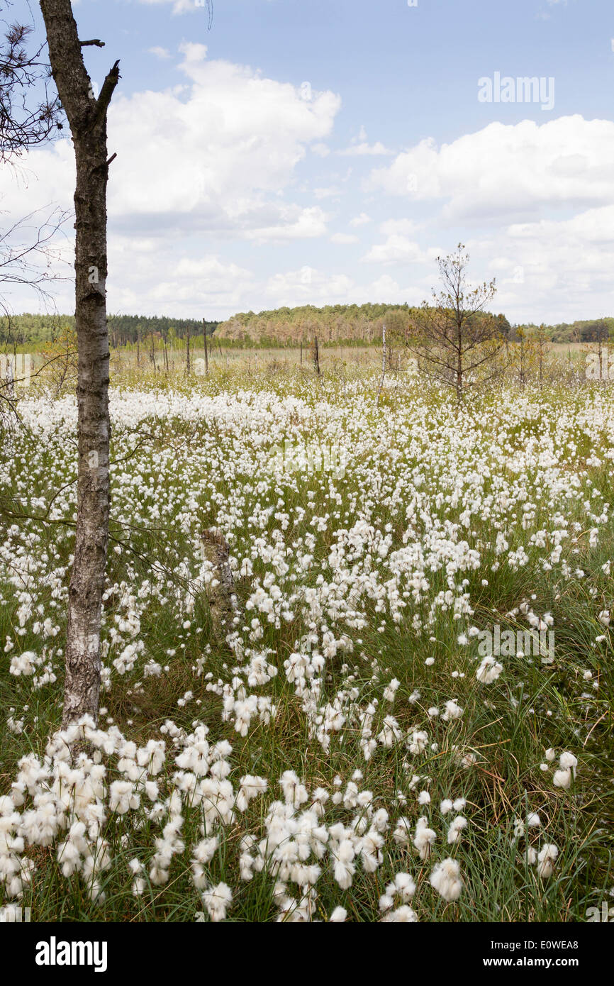 Cottongrass (Eriophorum sp) with seed heads in a bog. Mecklenburg-Western Pomerania, Germany Stock Photo