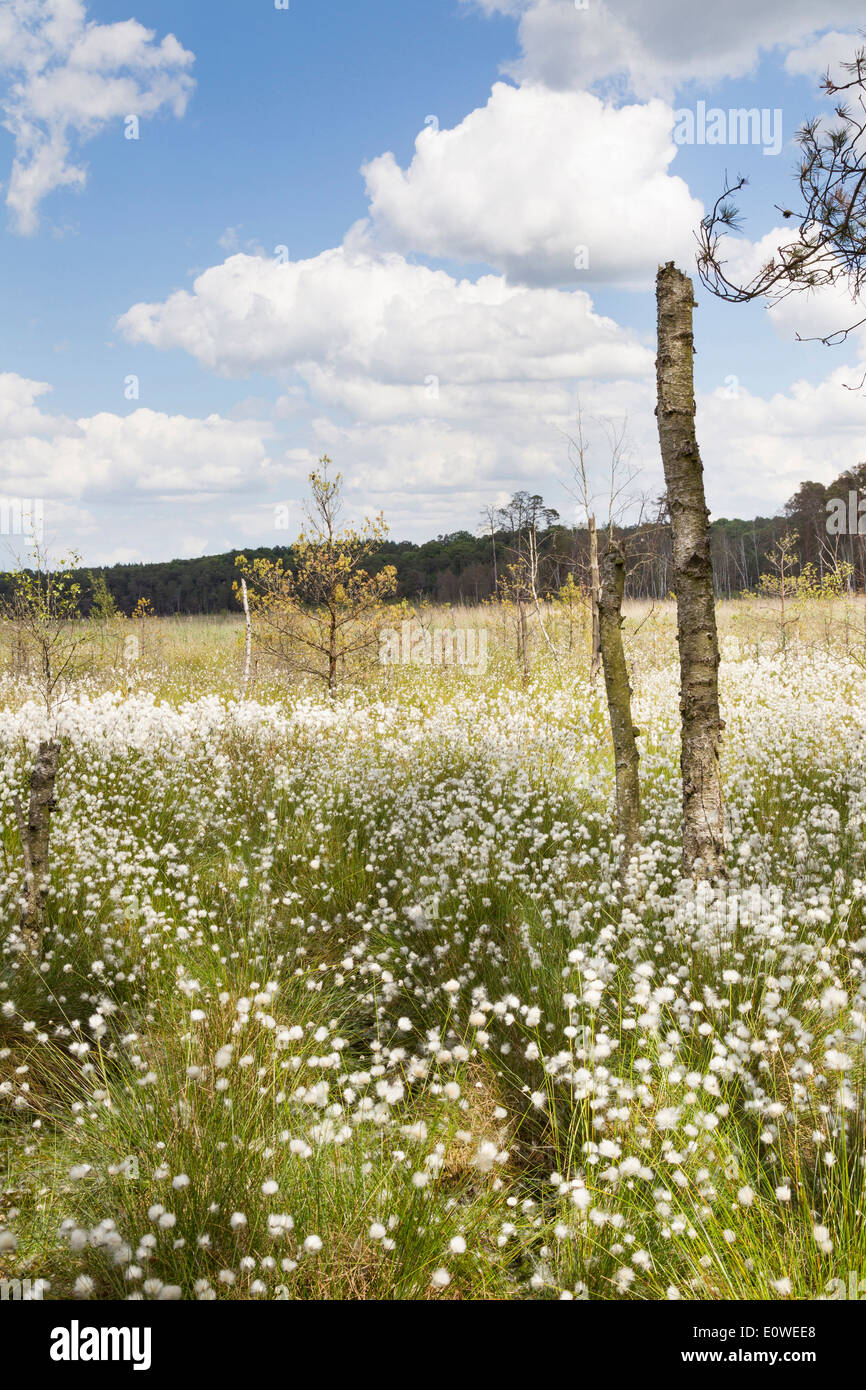 Cottongrass (Eriophorum sp) with seed heads in a bog. Mecklenburg-Western Pomerania, Germany Stock Photo
