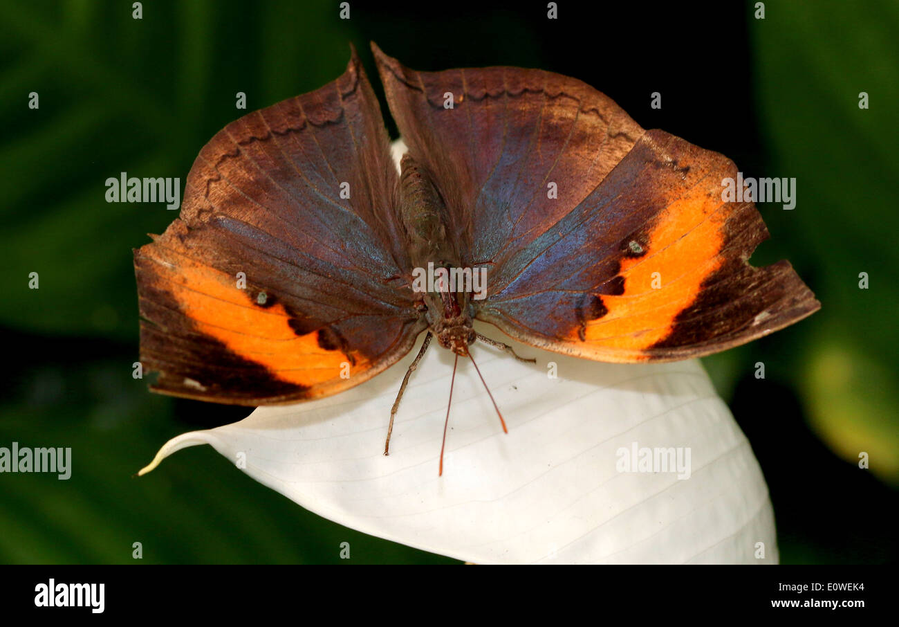 Orange Oakleaf or Indian Dead Leaf Butterfly (Kallima inachus) with wings opened posing on a white tropical flower Stock Photo
