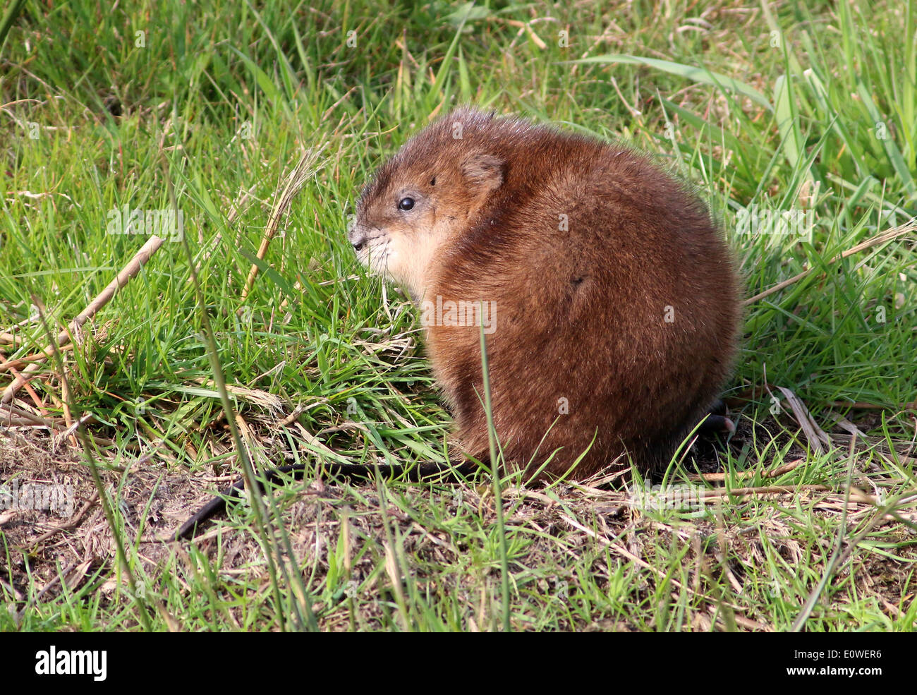 Close-up of  a Muskrat (Ondatra zibethicus) on dry land Stock Photo