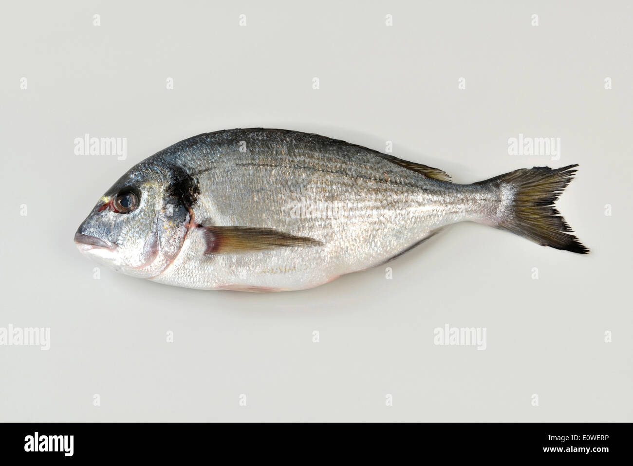 Gilt-head Bream ((Sparus aurata). Dead fish. Studio picture against a white background Stock Photo