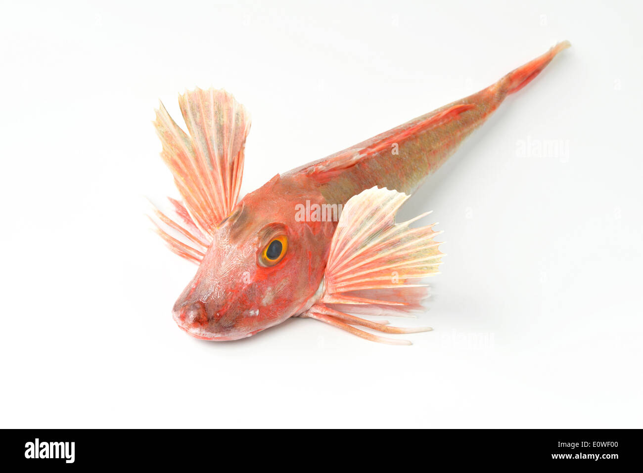 Tub Gurnard (Chelidonichthys lucernus). Dead fish. Studio picture against a white background Stock Photo