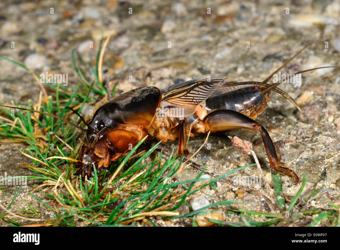 European Mole Cricket (Gryllotalpa gryllotalpa) on grass. Germany Stock