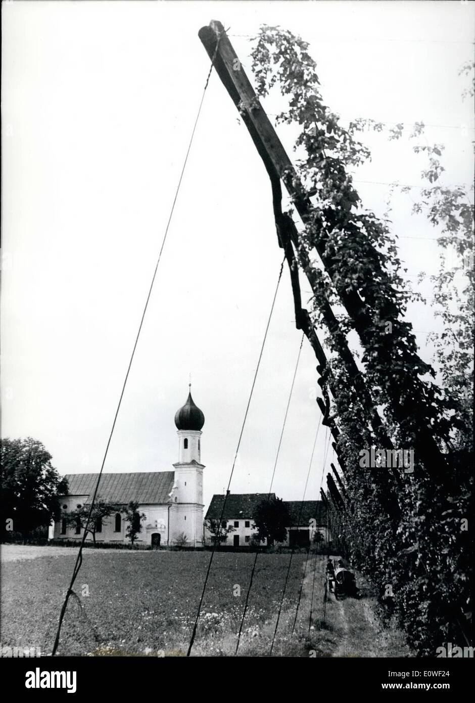 Aug. 08, 1962 - Entirely framed by hop-gardens: is the Lohwinded (Lohwinden) church of pilgrimage in Lower Bavaria. As clcisters used to brew the best beer and even now continue with excellent brewing, hope and church harmonize in good neighborhood forming a fine scene. Stock Photo