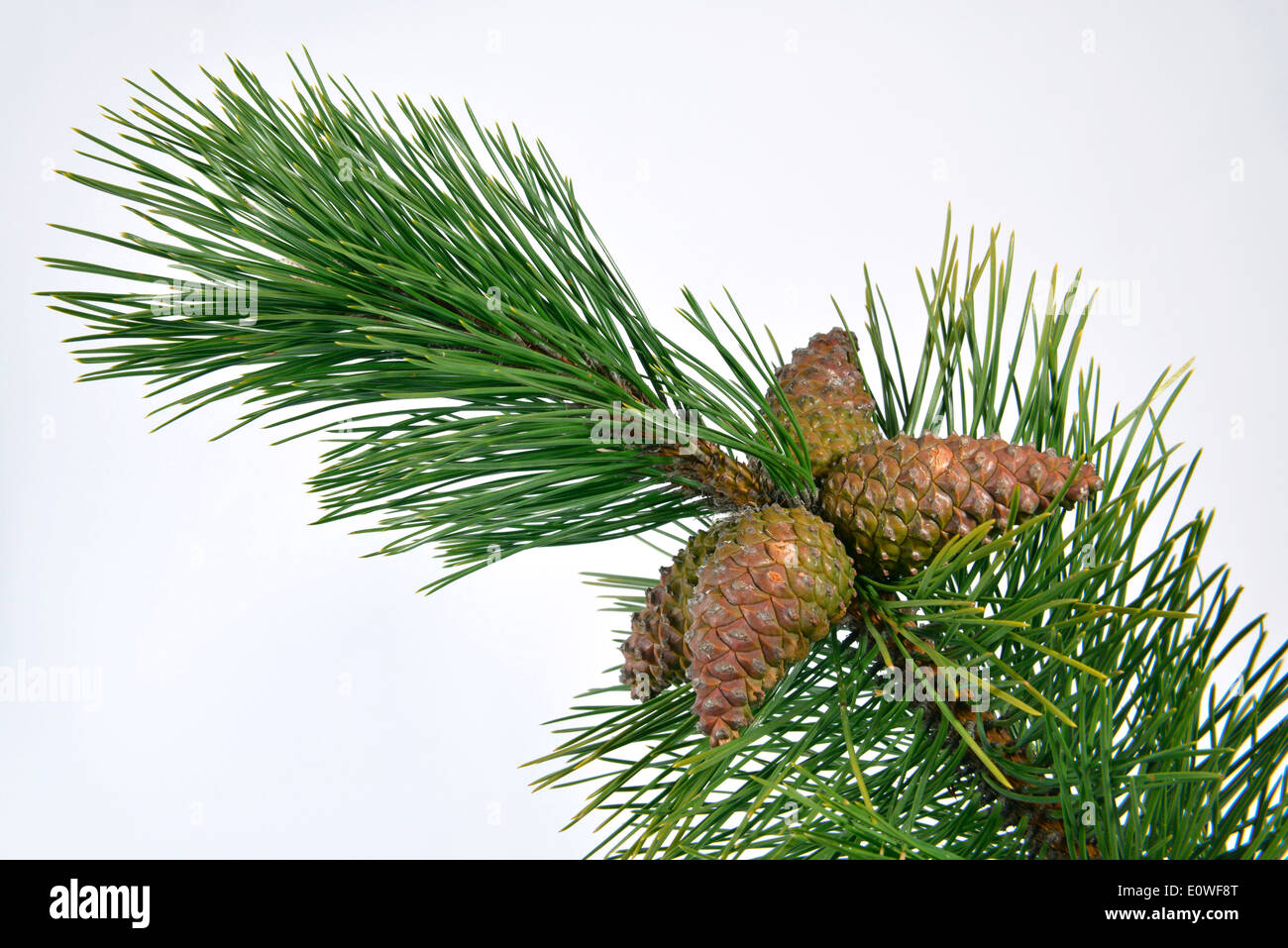 Austrian Pine, Black Pine, Corsican Pine (Pinus nigra), twig with cones. Studio shot against a white background. Stock Photo