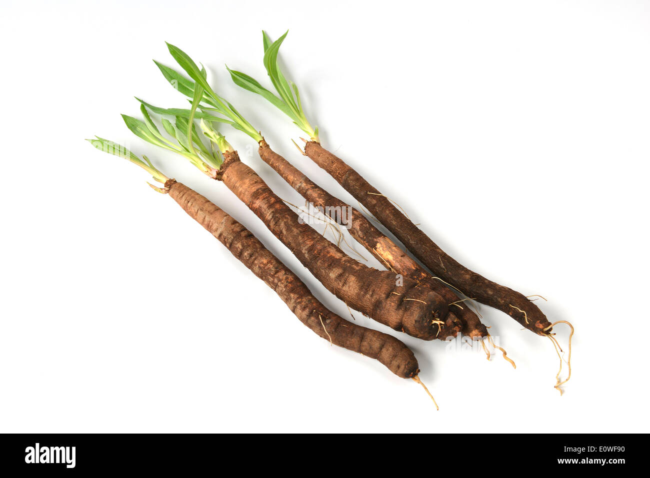 Black Salsify, Viper's Grass (Scorzonera hispanica). Roots