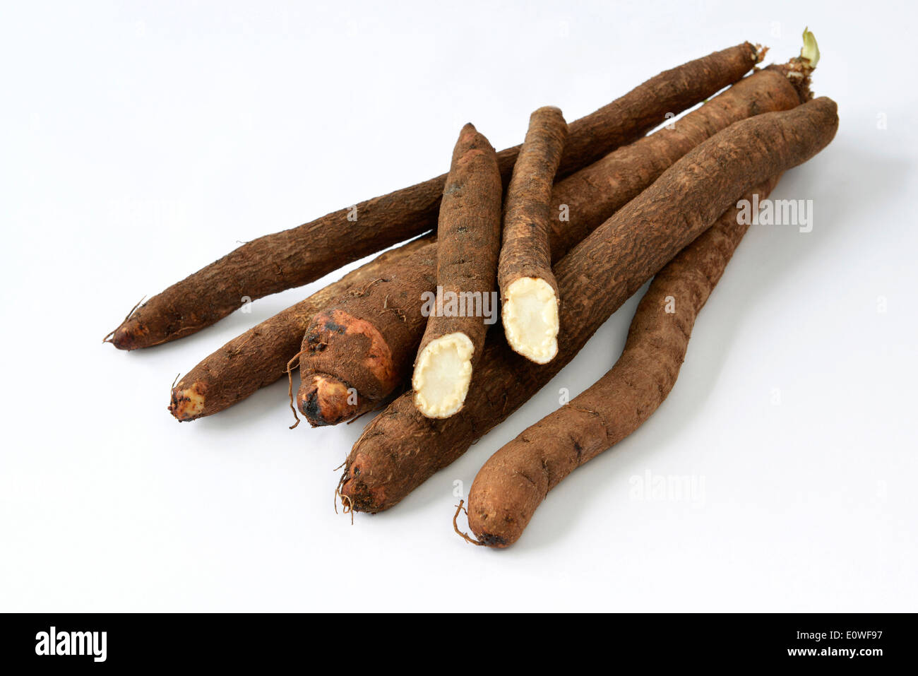 Black Salsify, Viper's Grass (Scorzonera hispanica). Roots